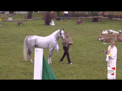 3rd Place N.152 SHARAHM - Ströhen 2015 B-Show - Senior Stallions Championship (Class S)
