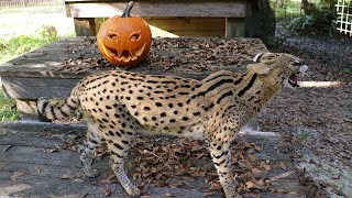 African Serval VS Pumpkin Removal