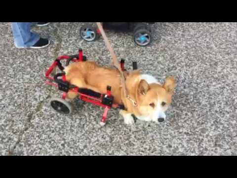 コーギーのまりるちゃんが４輪の犬用車椅子に乗っている動画