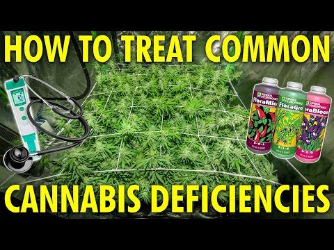 , title : 'Identify and Fix Common Cannabis Plant Deficiencies - Marijuana Grow Guide'