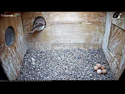 American Kestrels Welcome Egg #5! | Wisconsin Kestrel Cam – April 25, 2022
