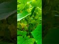 Beautiful Nature In Andaman Please Subscribe My Youtube Channel