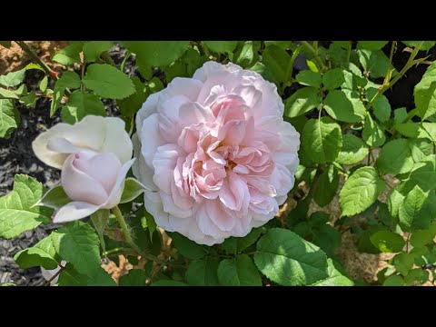 Brindabella Red Empress and David Austin Rose: Sharifa Asma