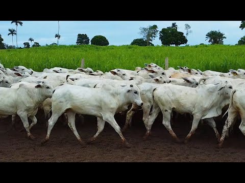 LOTE A01 - 82 GARROTES NELORE 288 Kg