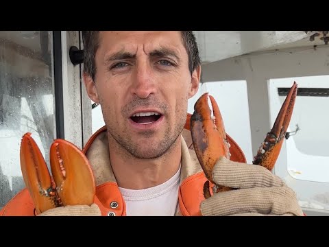 メインロブスター: 硬い殻と殻付きのロブスター?