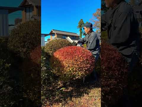 庭にエキゾチックな香りを吹き込むために、カリンの木をいつ剪定すればよいでしょうか?  庭園