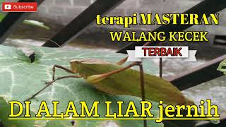 Download lagu Masteran Suara Walang Kecek Jernih Alam Cocok Untuk Semua Burung Terbaik Anda mp3 Download lagu Masteran Suara Walang Kecek Jernih Alam Cocok Untuk Semua Burung Terbaik Anda mp3