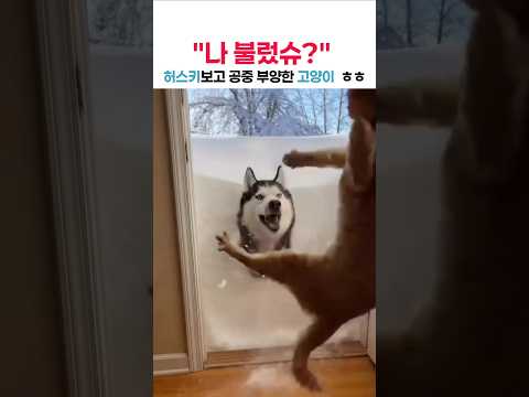 ​10초 뒤에 고양이가 날아갑니다! 눈 속에 파묻힌 허스키의 기습 공격