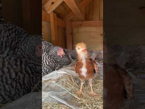 Broody hen angry after seeing a baby chick 😅 #angry  #chicken #babyanimals #animallover #fyp