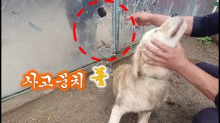 사고뭉치 반려견, '돌'의 만행-사라진 병아리 ㅠㅠ//Dog causing trouble and disapp…