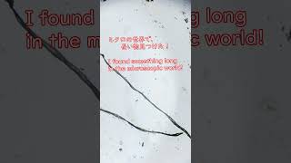風呂場で何か長い物見つけた!I found something long in the bathroom!#shorts #microscope