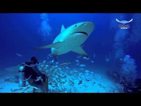 Bull Shark at Phantom Divers, Playa del Carmen