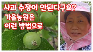 사과수정이 잘 안된다면 이런방법으로 해보세요 가을농원 부사사과 아오리사과 [사과재배방법]