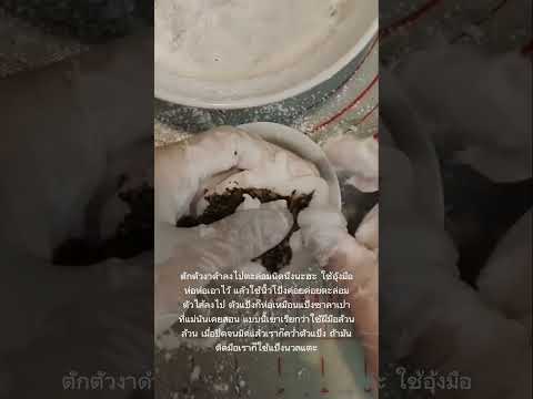 คลิกเพื่อดูคลิปวิดีโอ