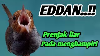 Download lagu Prenjak ngacor narung mencari lawan || pikat prenjak kepala merah mp3 Download lagu Prenjak ngacor narung mencari lawan || pikat prenjak kepala merah mp3