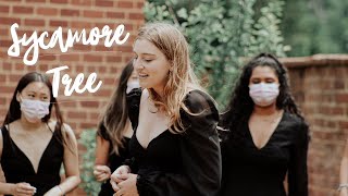 Sycamore Tree (Ruth B Cover)