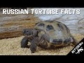 Everything You Need To Know About Russian Tortoises!
