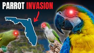 We Found Parrots Where They Shouldn't Be!