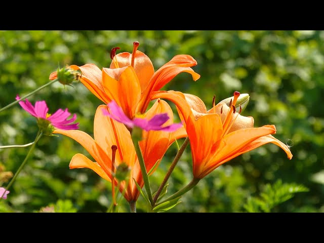 «Мой загородный участок – моя жизнь»