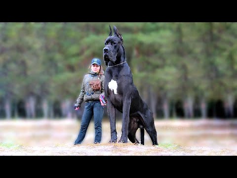 11 Biggest Dogs in the World