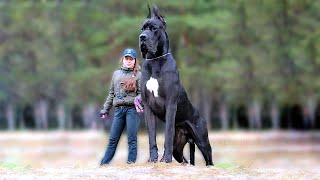 11 Biggest Dogs in the World