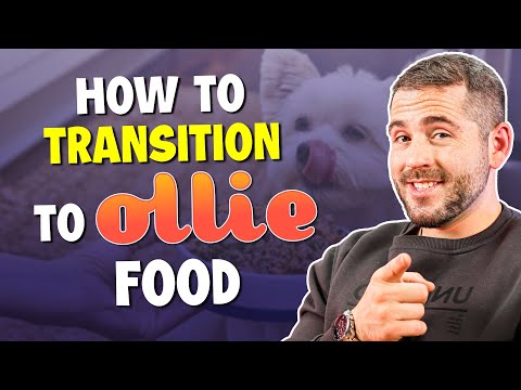 How Should I Make the Switch or Transition to Ollie Dog Food?