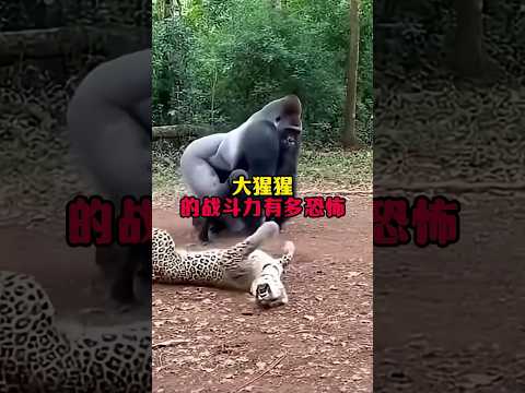 大猩猩的戰鬥力有多恐怖#漲知識 #動物迷惑行為 #動物科普 #大猩猩