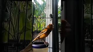 Download lagu Kenari Gacor Suara Pancingan Burung Kenari #kenarigacor #kenaridurasipanjang #kenaripaud mp3 Download lagu Kenari Gacor Suara Pancingan Burung Kenari #kenarigacor #kenaridurasipanjang #kenaripaud mp3