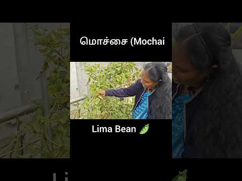 #dailyvlog #shortvlog #trendingshorts #terracegarden #homegardening #shorts #ytshorts