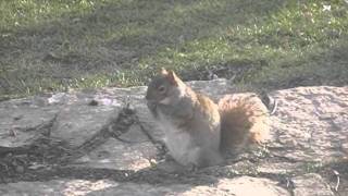 preview picture of video 'Stubby the Squirrel from Chicago'