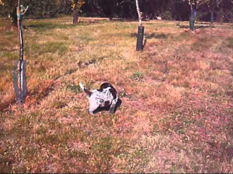 Gina des Etangs d'ASSAT