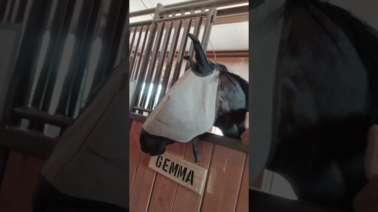 Spotlight on Horse: Gemma