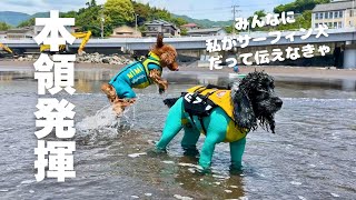 【ドッグサーフィン#40】サーフィン犬だってみんなに伝えなきゃ！　イングリッシュコッカースパニエル「みみ」の気持ち
