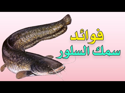 ما هي فوائد سمك السلور ؟