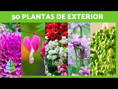 , title : '50 PLANTAS de EXTERIOR para Jardín, Balcón o Terraza 🌸🌿 (Nombres y Cuidados)'