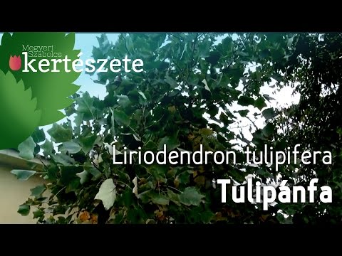 Liriodendron tulipifera - Tulipánfa - Növényismeret - kertészeti tananyag