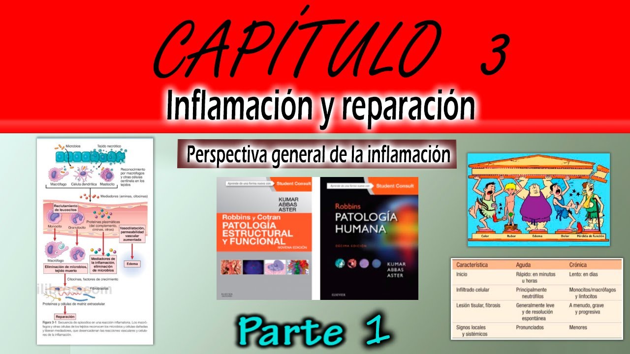 CAPÍTULO 3 Robbins: Perspectiva general de la INFLAMACIÓN 🛡