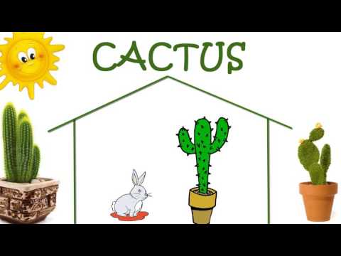 , title : 'Cactus, Cactaceae y sus cuidados'