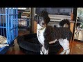 When Asked, King Tux the Standard Poodle Shows His Good Side