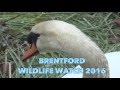 Brentford S Mating Swans Episode 2