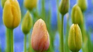 For Baby - John Denver