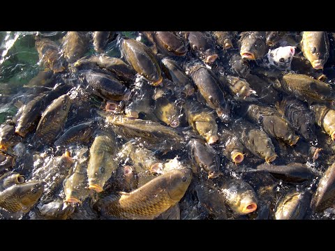 Chumming Carp & Catfish Everyday for 9 Days with Automatic Chumming Machine...THEN FISHING IT!