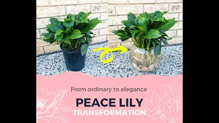 Peace Lily Growing in Water (Hydroponics) | How to Transplant Peace Lily from Soil to Water ⭐