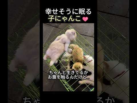 市場で家族を待っていた子猫の結末