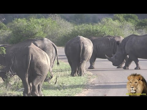 Rhinos Blocking The Road