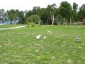 Seagulls And Skjære Birds Fighting Over Food