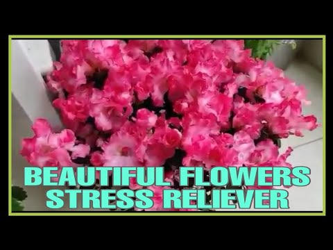 BEAUTIFUL FLOWERS - STRESS RELIEVER - THANKS TO ATE BING & ATE JOHNNA