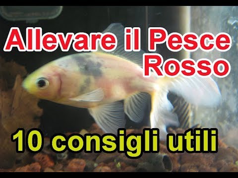 Migrazione di larve di helminths Quello che è un isodispute e lyambliya