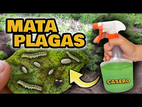 , title : 'MATA Orugas, Pulgones, Cochinillas, Hormigas y Moscas Blancas | Insecticida Casero para Plantas'
