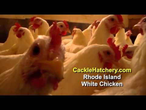 , title : 'Rhode Island White Chicken Breed (Breeder Flock) | Cackle Hatchery'
